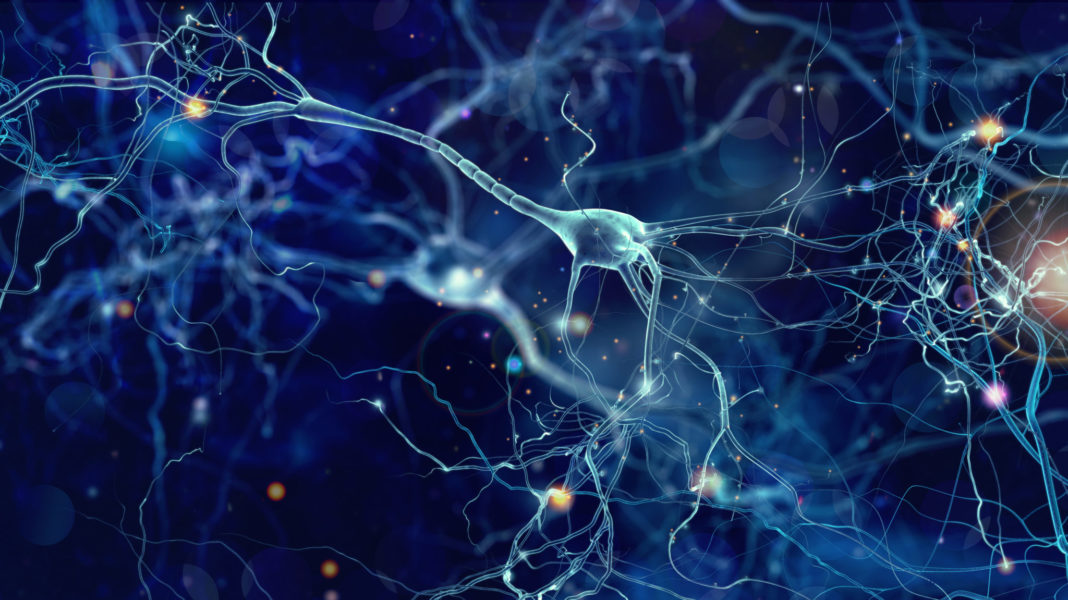 Geneza neuronilor
