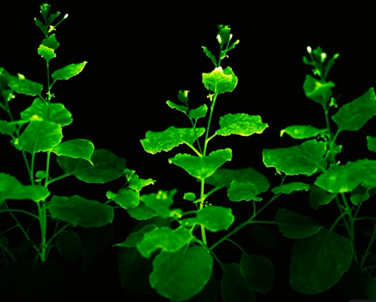 Descoperire: frunzele şi flori luminescente create în laborator