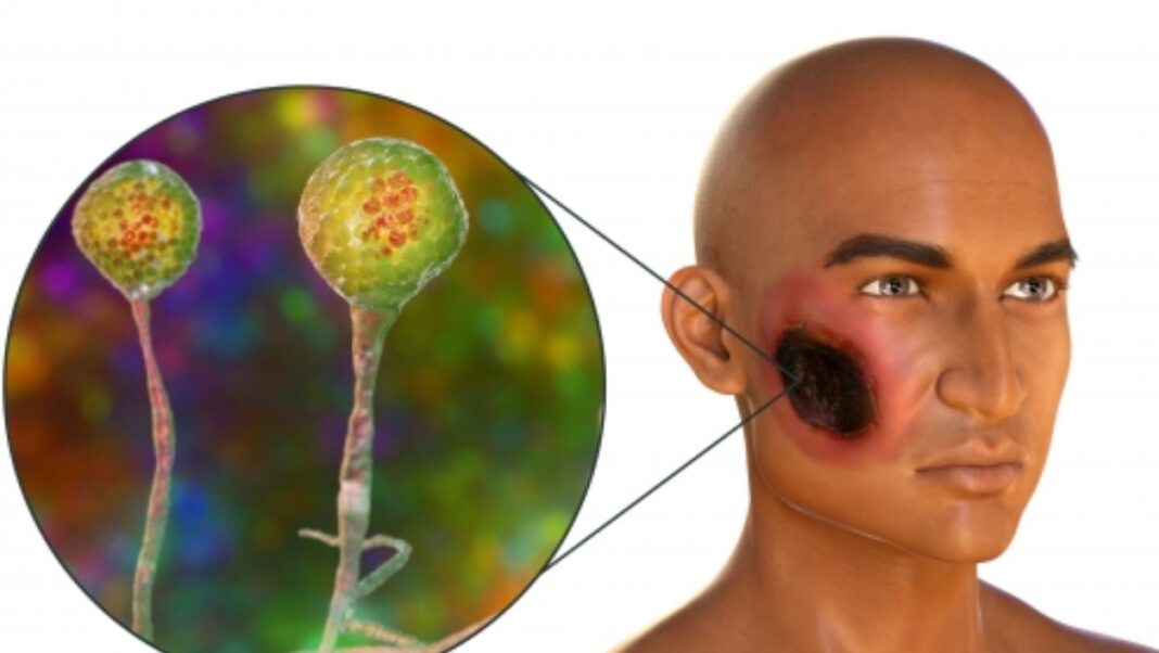 ciuperca neagra india