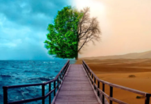 Tinerii din România au prezentat la COP30 soluțiile lor pentru combaterea schimbărilor climatice schimbari climatice