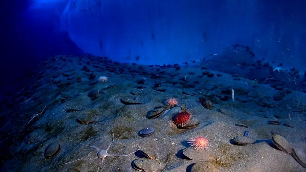 Peste 30 de specii noi, descoperite în adâncul oceanelor, de oamenii de știință – FOTO