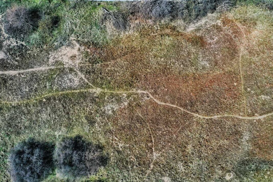 O specie de insectă, descoperită în rezervația Dunele Marine de la Agigea, pentru prima oară în România