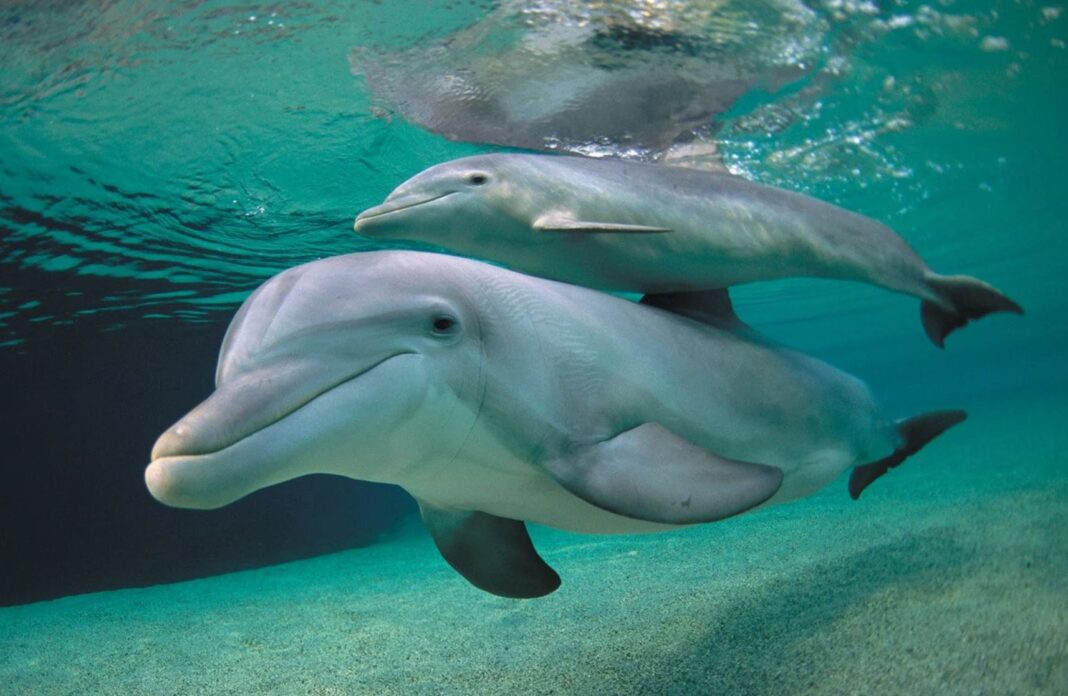 Delfinii „strigă” pentru a încerca să se facă auziţi de semenii lor din cauza zgomotului produs de om