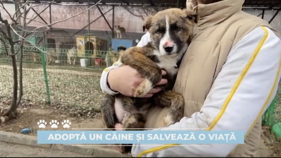 Adoptă responsabil: sfaturi despre câini și îngrijirea lor