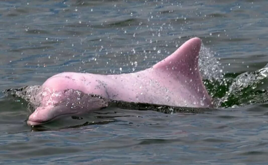 Două exemplare de delfin roz au fost salvate dintr-un râu în estul Columbiei