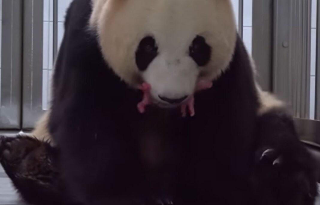 panda gigant