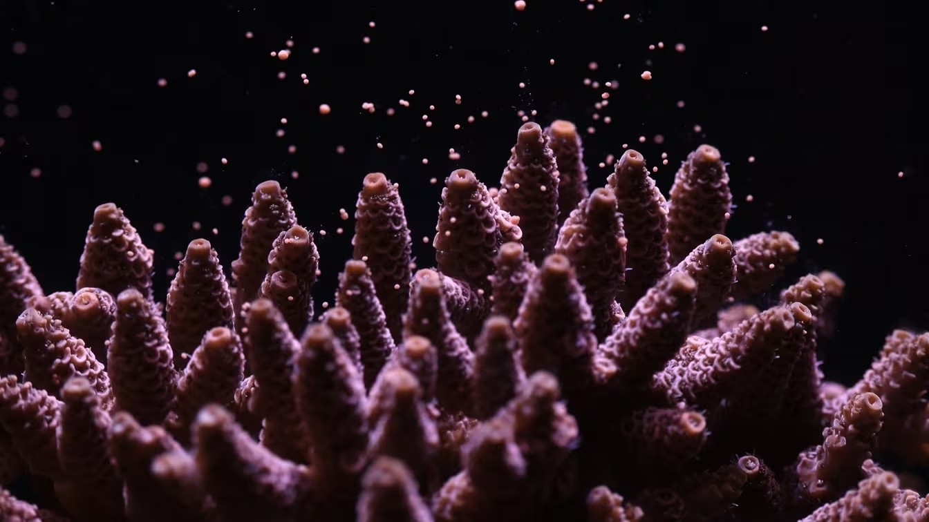 Canon sus&#539;ine un proiect &#537;tiin&#539;ific de conservare a recifelor de corali, al&#259;turi de Coral Spawning Lab &#537;i Nature Seychelles