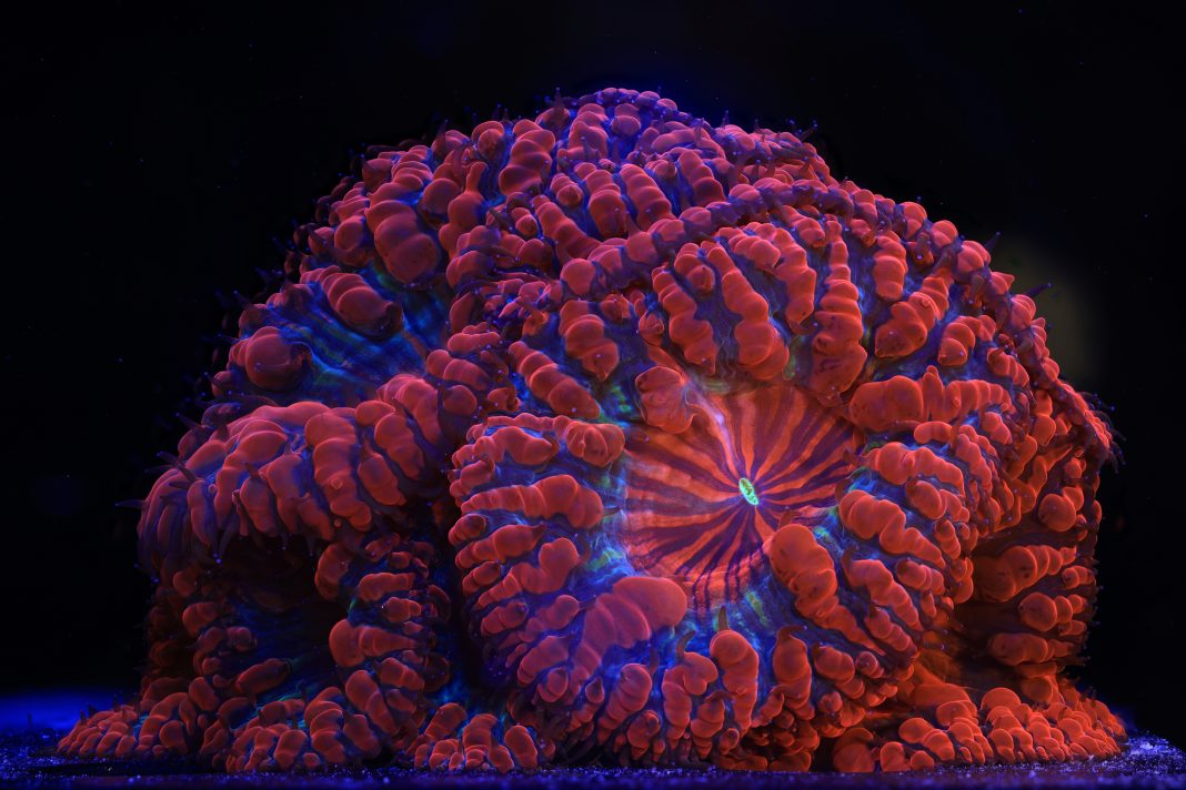 Expoziția World Unseen prezintă la București viața coralilor și eforturile de conservare a recifelor Expoziția World Unseen prezintă la București viața coralilor și eforturile de conservare a recifelor